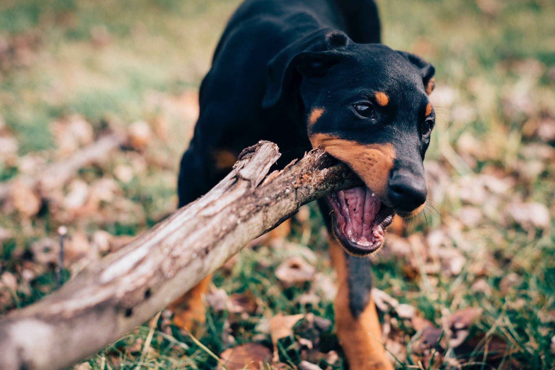 A dog is chewing on a stick in the grass.